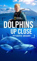 Dolphins Up Close with Bertie Gregory izle (2025)